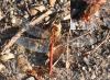 Sympetrum meridionale